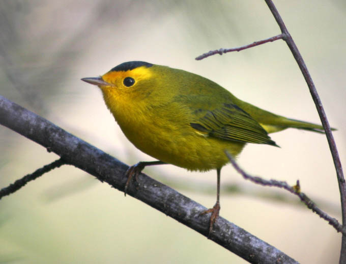 Wilson's Warbler (Cardellina pusilla)