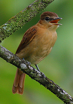 Cinnamon Becard (Pachyramphus cinnamomeus) photo
