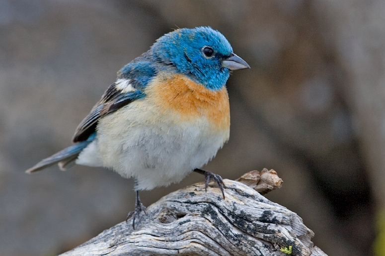 Lazuli Bunting (Passerina amoena)