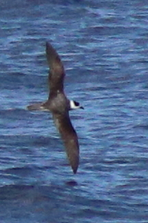 Vanuatu Petrel (Pterodroma occulta) photo
