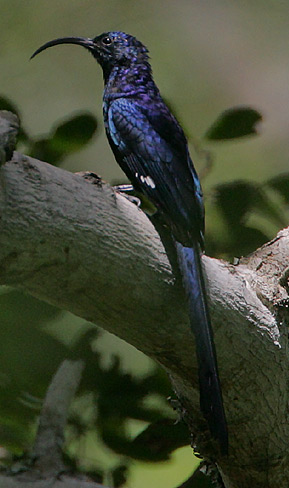 Common Scimitarbill (Rhinopomastus cyanomelas) photo