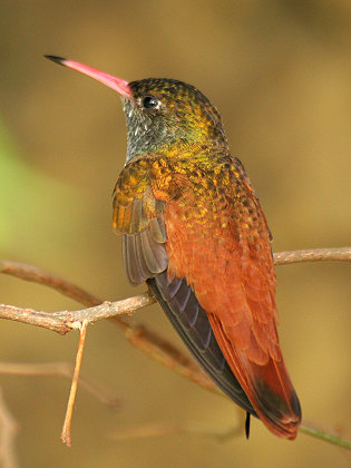 Amazilia Hummingbird (Amazilis amazilia) photo