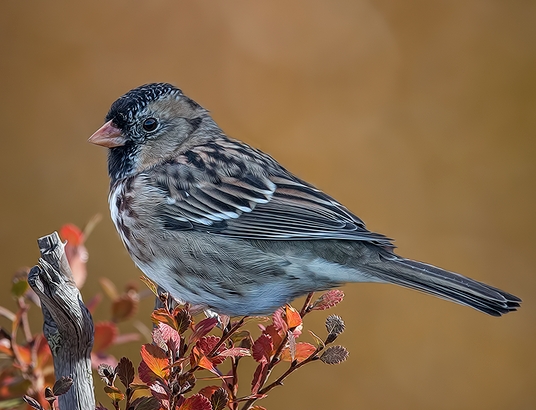 Harris's Sparrow (Zonotrichia querula)