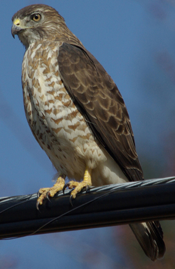 Broad-winged Hawk (Buteo platypterus)