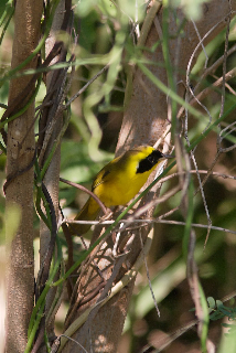 Altamira Yellowthroat (Geothlypis flavovelata) photo