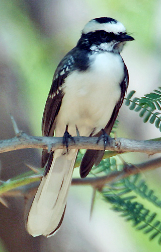 White-browed Fantail (Rhipidura aureola) photo