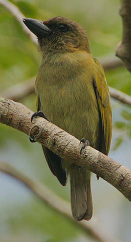 Green Barbet (Cryptolybia olivacea) photo