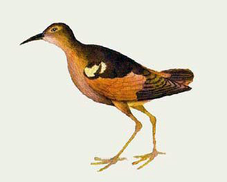 Moorea Sandpiper (Prosobonia ellisi) photo