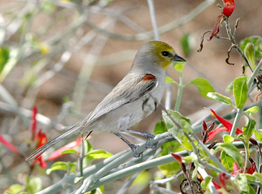 Verdin (Auriparus flaviceps)