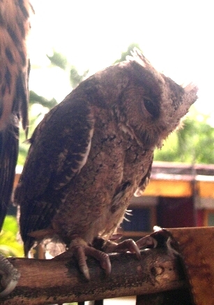 Philippine Scops-Owl (Otus megalotis) photo