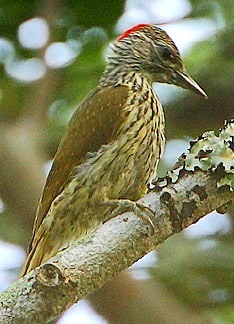 Mombasa Woodpecker (Campethera mombassica) photo