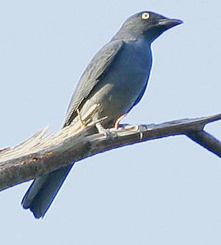 Bar-bellied Cuckooshrike (Coracina striata) photo