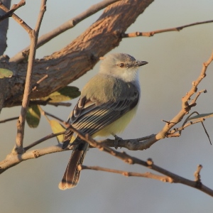 Suiriri Flycatcher (Suiriri suiriri) photo
