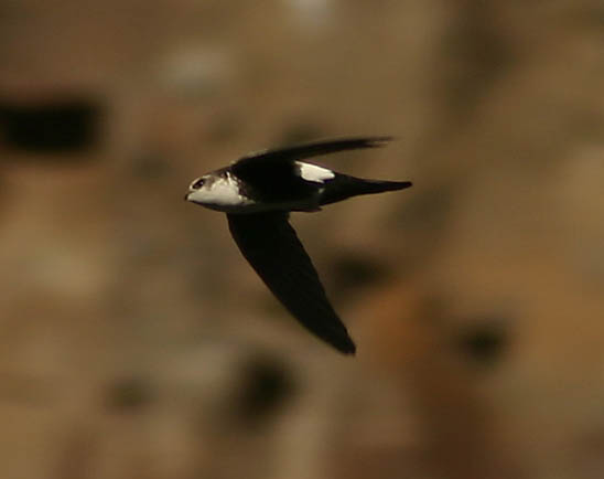 White-throated Swift (Aeronautes saxatalis)