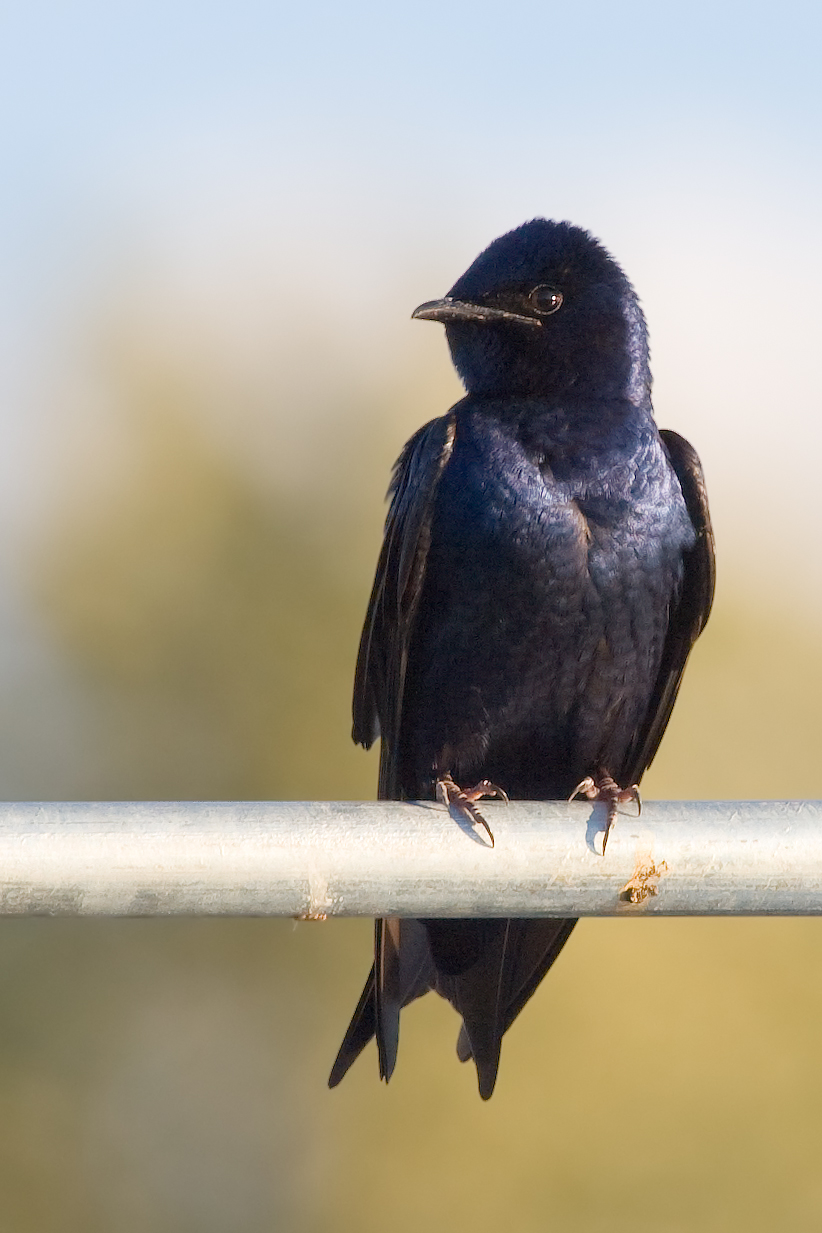 Purple Martin (Progne subis)