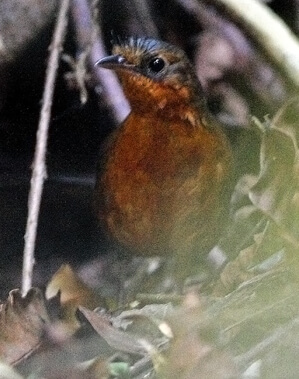 Stresemann's Bristlefront (Merulaxis stresemanni) photo