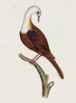 Norfolk Ground Dove (Pampusana norfolkensis) photo