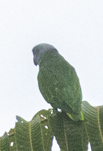 Simeulue Parrot (Psittinus abbotti) photo