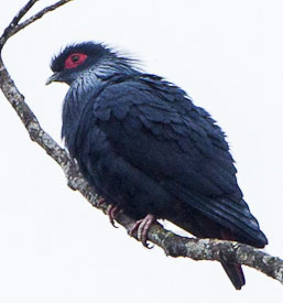 Madagascar Blue-Pigeon (Alectroenas madagascariensis) photo