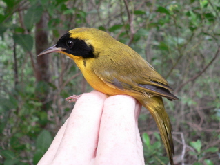 Bahama Yellowthroat (Geothlypis rostrata) photo
