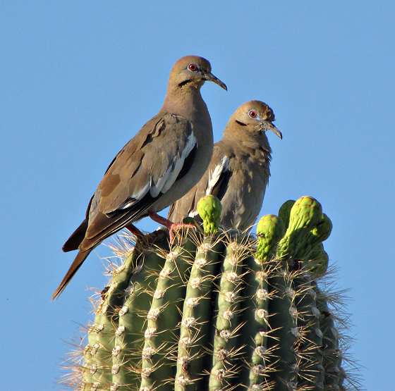 White-winged Dove (Zenaida asiatica)