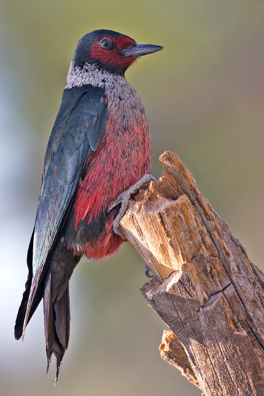 Lewis's Woodpecker (Melanerpes lewis)