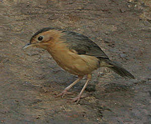 Brown-capped Babbler (Pellorneum fuscocapillus) photo