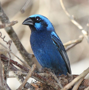 Blue Bunting (Cyanocompsa parellina) photo