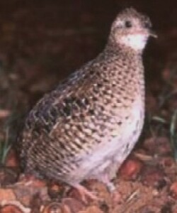 Dwarf Tinamou (Taoniscus nanus) photo