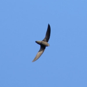 Sick's Swift (Chaetura meridionalis) photo