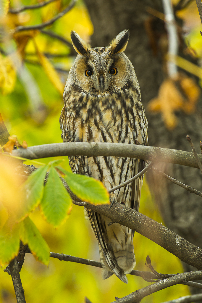 Long-eared Owl (Asio otus)