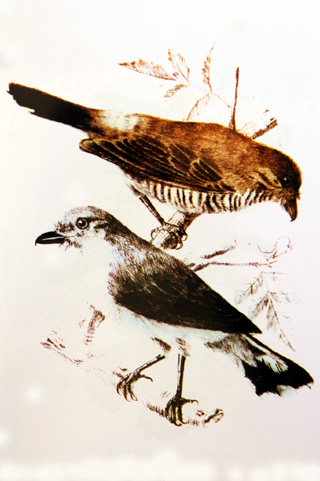 Reunion Cuckooshrike (Lalage newtoni) photo
