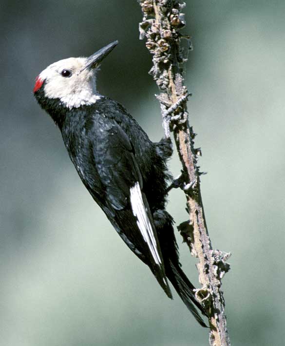 White-headed Woodpecker (Dryobates albolarvatus)