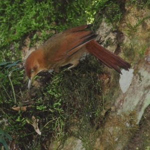 Chestnut-capped Foliage-gleaner (Clibanornis rectirostris) photo