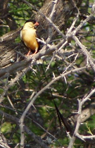 Shaft-tailed Whydah (Vidua regia) photo
