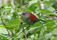Abyssinian Crimsonwing (Cryptospiza salvadorii) photo