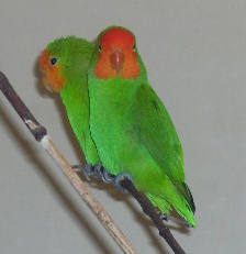 Red-headed Lovebird (Agapornis pullarius) photo