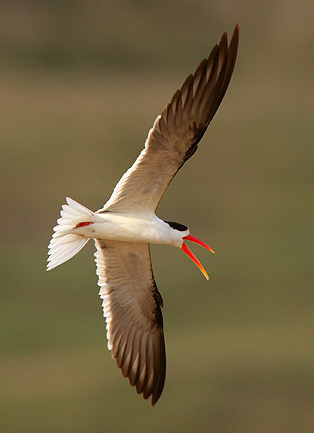 Indian Skimmer (Rynchops albicollis) photo