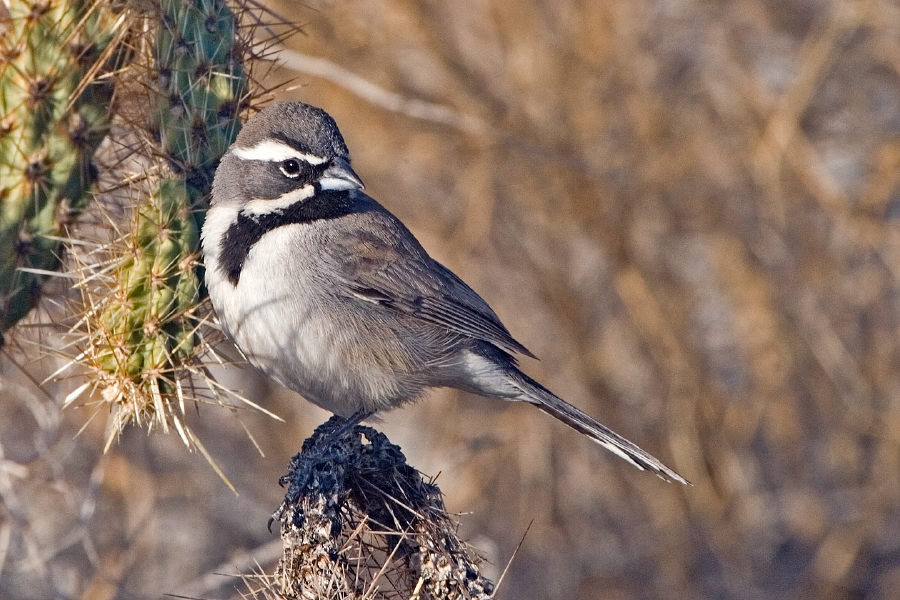 Black-throated Sparrow (Amphispiza bilineata)