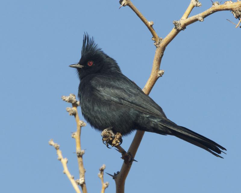 Phainopepla (Phainopepla nitens)