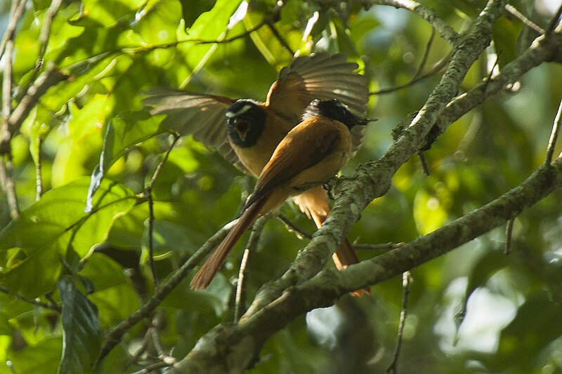 Black-and-cinnamon Fantail (Rhipidura nigrocinnamomea) photo