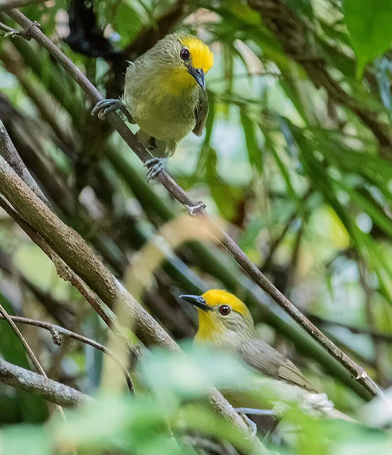 Golden-crowned Babbler (Sterrhoptilus dennistouni) photo