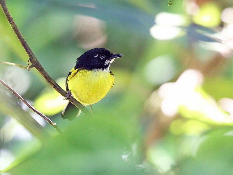 Black-backed Tody-Flycatcher (Poecilotriccus pulchellus) photo