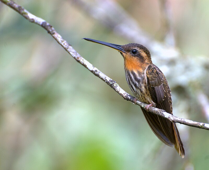 Saw-billed Hermit (Ramphodon naevius) photo