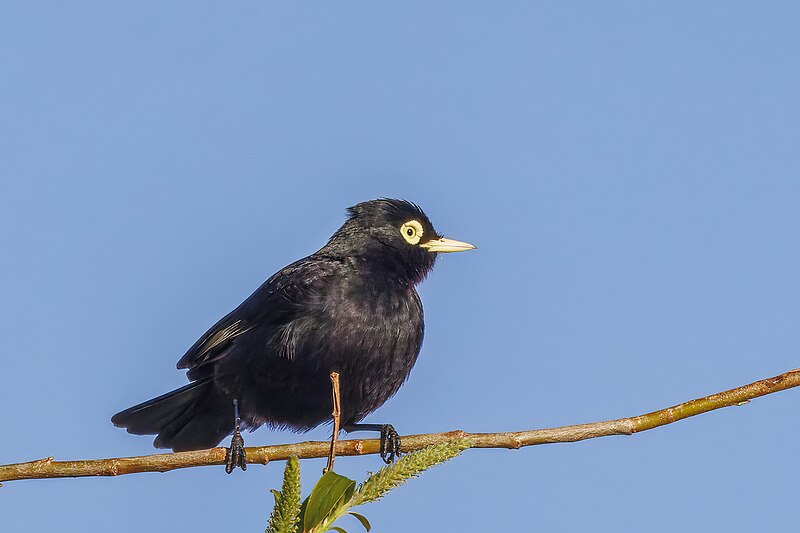 Spectacled Tyrant (Hymenops perspicillatus) photo