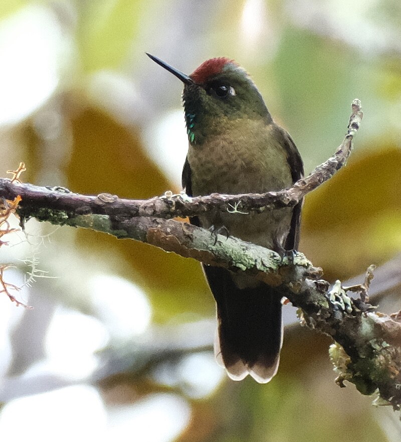 Rufous-capped Thornbill (Chalcostigma ruficeps) photo
