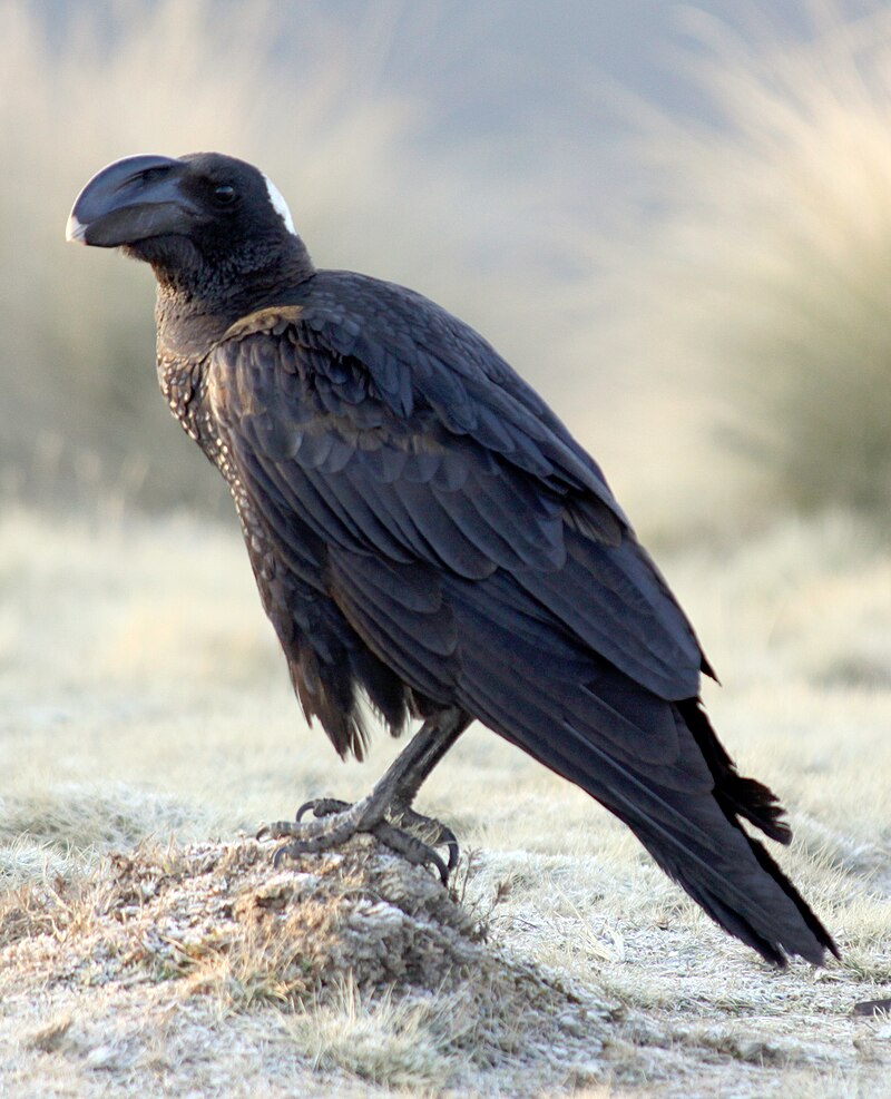 Thick-billed Raven (Corvus crassirostris) photo