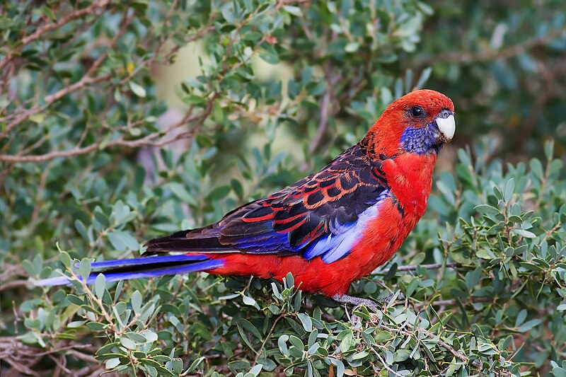 Crimson Rosella (Platycercus elegans) photo