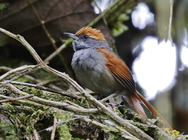 Bahia Spinetail (Synallaxis cinerea) photo