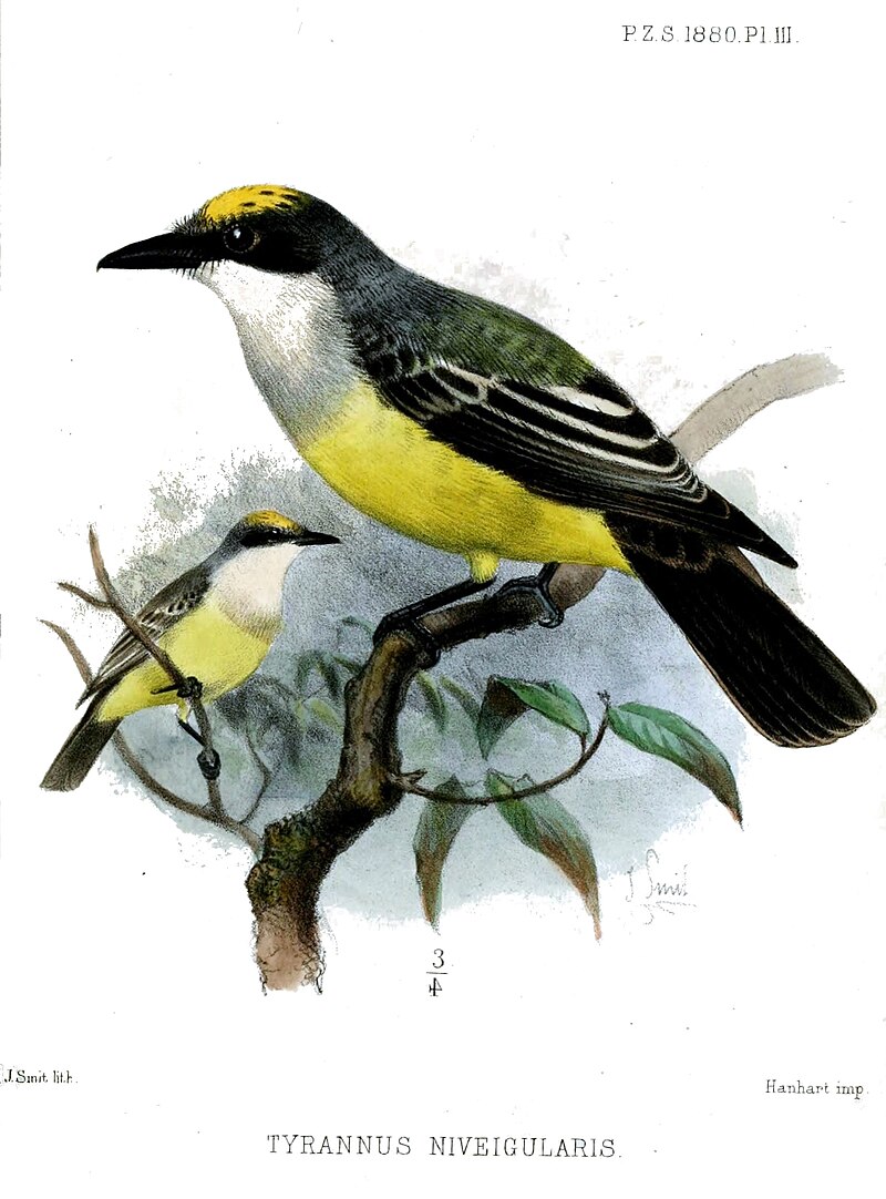 Snowy-throated Kingbird (Tyrannus niveigularis) photo